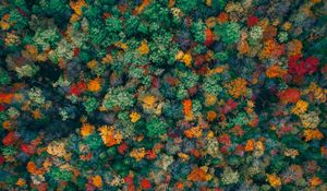 Preview wallpaper forest, trees, aerial view, autumn, colorful