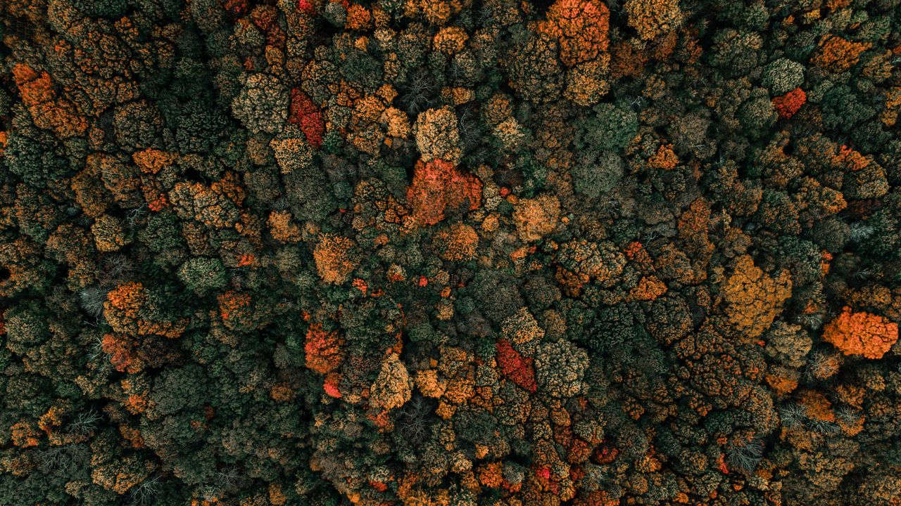 Wallpaper forest, trees, aerial view, autumn, nature