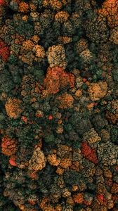 Preview wallpaper forest, trees, aerial view, autumn, nature