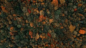 Preview wallpaper forest, trees, aerial view, autumn, nature