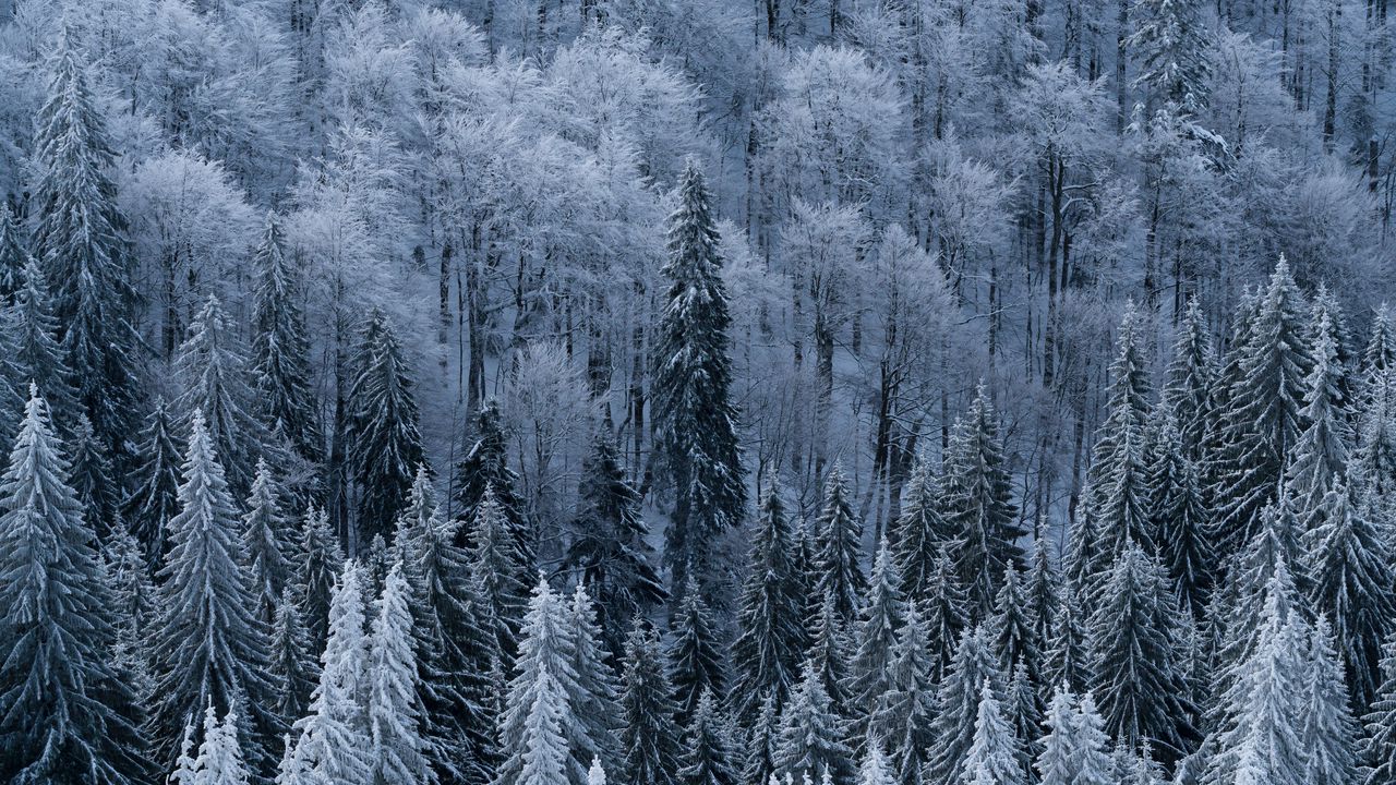 Wallpaper forest, trees, aerial view, snowy, frost, winter