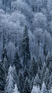 Preview wallpaper forest, trees, aerial view, snowy, frost, winter