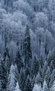 Preview wallpaper forest, trees, aerial view, snowy, frost, winter