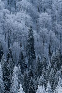 Preview wallpaper forest, trees, aerial view, snowy, frost, winter