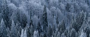 Preview wallpaper forest, trees, aerial view, snowy, frost, winter