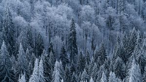 Preview wallpaper forest, trees, aerial view, snowy, frost, winter