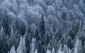 Preview wallpaper forest, trees, aerial view, snowy, frost, winter