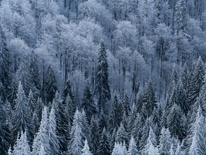 Preview wallpaper forest, trees, aerial view, snowy, frost, winter