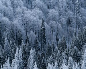 Preview wallpaper forest, trees, aerial view, snowy, frost, winter