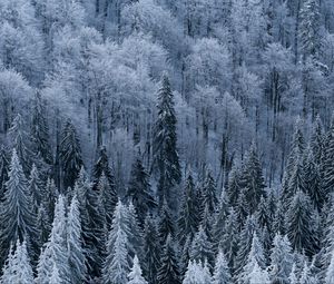 Preview wallpaper forest, trees, aerial view, snowy, frost, winter