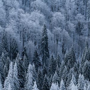 Preview wallpaper forest, trees, aerial view, snowy, frost, winter