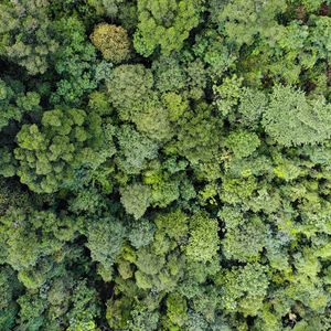 Preview wallpaper forest, trees, aerial view, green