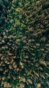 Preview wallpaper forest, trees, aerial view, spruce