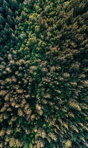 Preview wallpaper forest, trees, aerial view, spruce