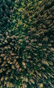 Preview wallpaper forest, trees, aerial view, spruce