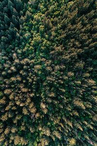 Preview wallpaper forest, trees, aerial view, spruce