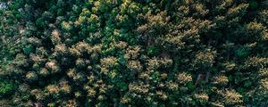 Preview wallpaper forest, trees, aerial view, spruce