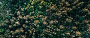 Preview wallpaper forest, trees, aerial view, spruce