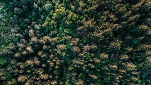 Preview wallpaper forest, trees, aerial view, spruce