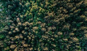 Preview wallpaper forest, trees, aerial view, spruce