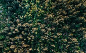 Preview wallpaper forest, trees, aerial view, spruce