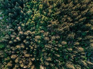 Preview wallpaper forest, trees, aerial view, spruce