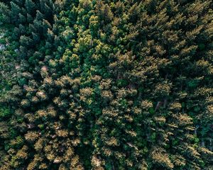 Preview wallpaper forest, trees, aerial view, spruce