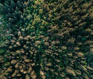 Preview wallpaper forest, trees, aerial view, spruce