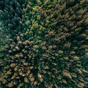 Preview wallpaper forest, trees, aerial view, spruce