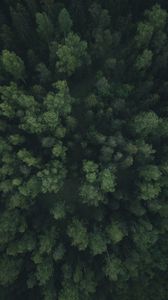 Preview wallpaper forest, trees, aerial view, green, path