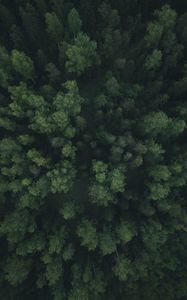 Preview wallpaper forest, trees, aerial view, green, path