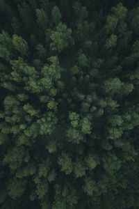 Preview wallpaper forest, trees, aerial view, green, path