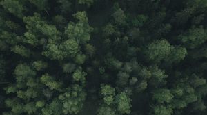 Preview wallpaper forest, trees, aerial view, green, path