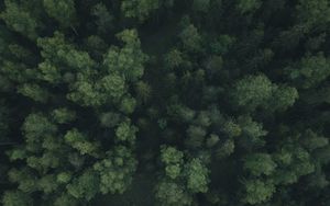 Preview wallpaper forest, trees, aerial view, green, path