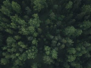 Preview wallpaper forest, trees, aerial view, green, path
