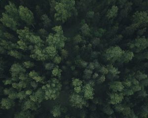 Preview wallpaper forest, trees, aerial view, green, path