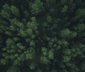 Preview wallpaper forest, trees, aerial view, green, path