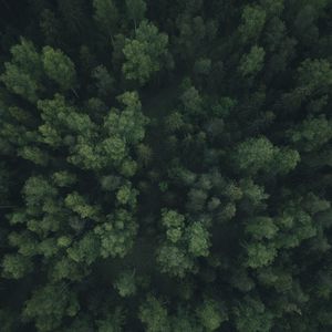 Preview wallpaper forest, trees, aerial view, green, path