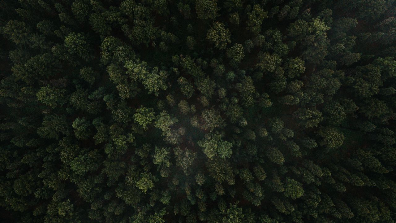 Wallpaper forest, trees, aerial view, green, spruce