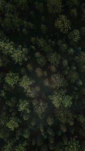 Preview wallpaper forest, trees, aerial view, green, spruce