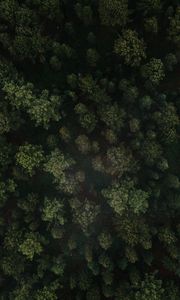 Preview wallpaper forest, trees, aerial view, green, spruce