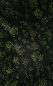 Preview wallpaper forest, trees, aerial view, green, spruce