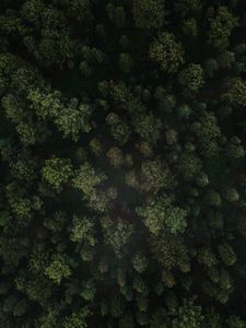 Preview wallpaper forest, trees, aerial view, green, spruce