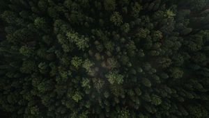 Preview wallpaper forest, trees, aerial view, green, spruce