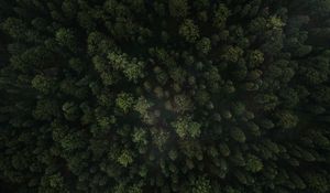 Preview wallpaper forest, trees, aerial view, green, spruce