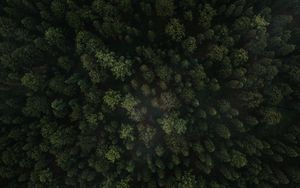 Preview wallpaper forest, trees, aerial view, green, spruce