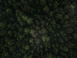 Preview wallpaper forest, trees, aerial view, green, spruce