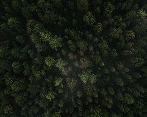 Preview wallpaper forest, trees, aerial view, green, spruce