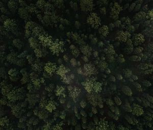 Preview wallpaper forest, trees, aerial view, green, spruce
