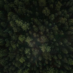 Preview wallpaper forest, trees, aerial view, green, spruce